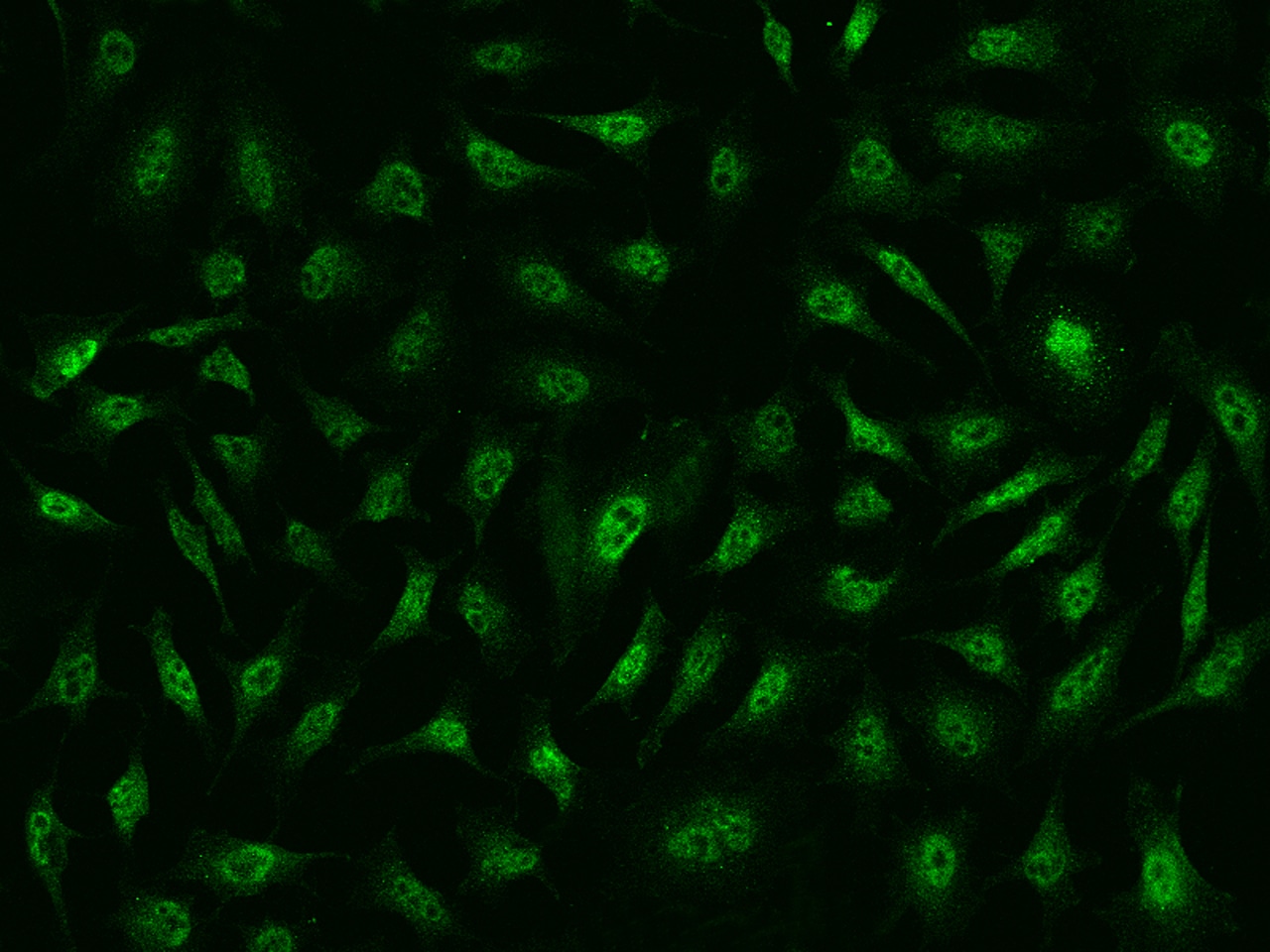 Cyclin D3 Antibody - BSA Free