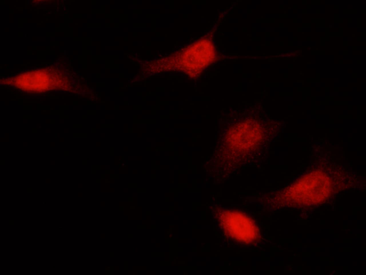p16INK4a/CDKN2A Antibody - Azide and BSA Free