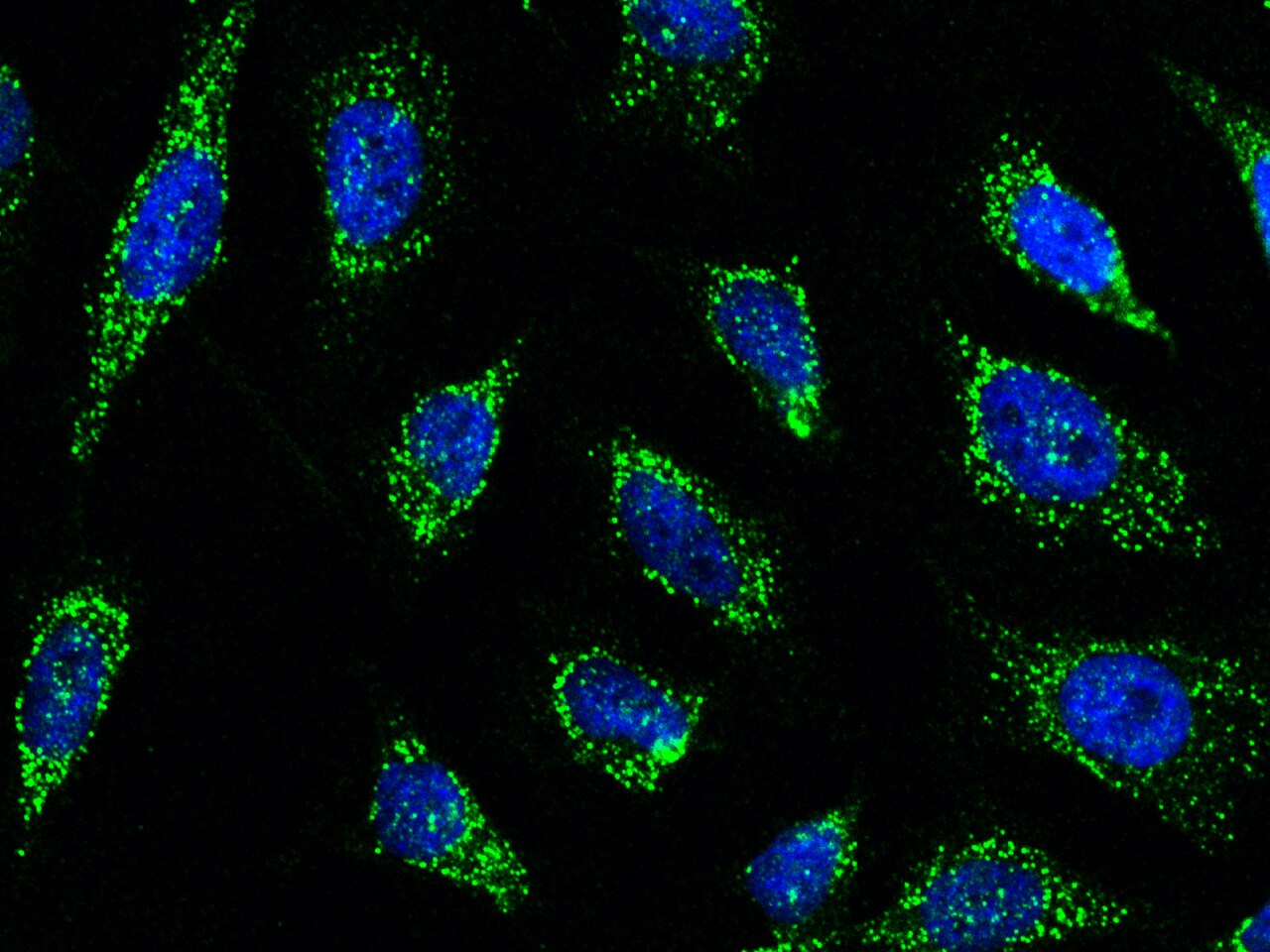 Smad9 Antibody - Azide and BSA Free