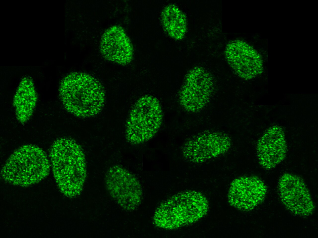 DEK Antibody - Azide and BSA Free