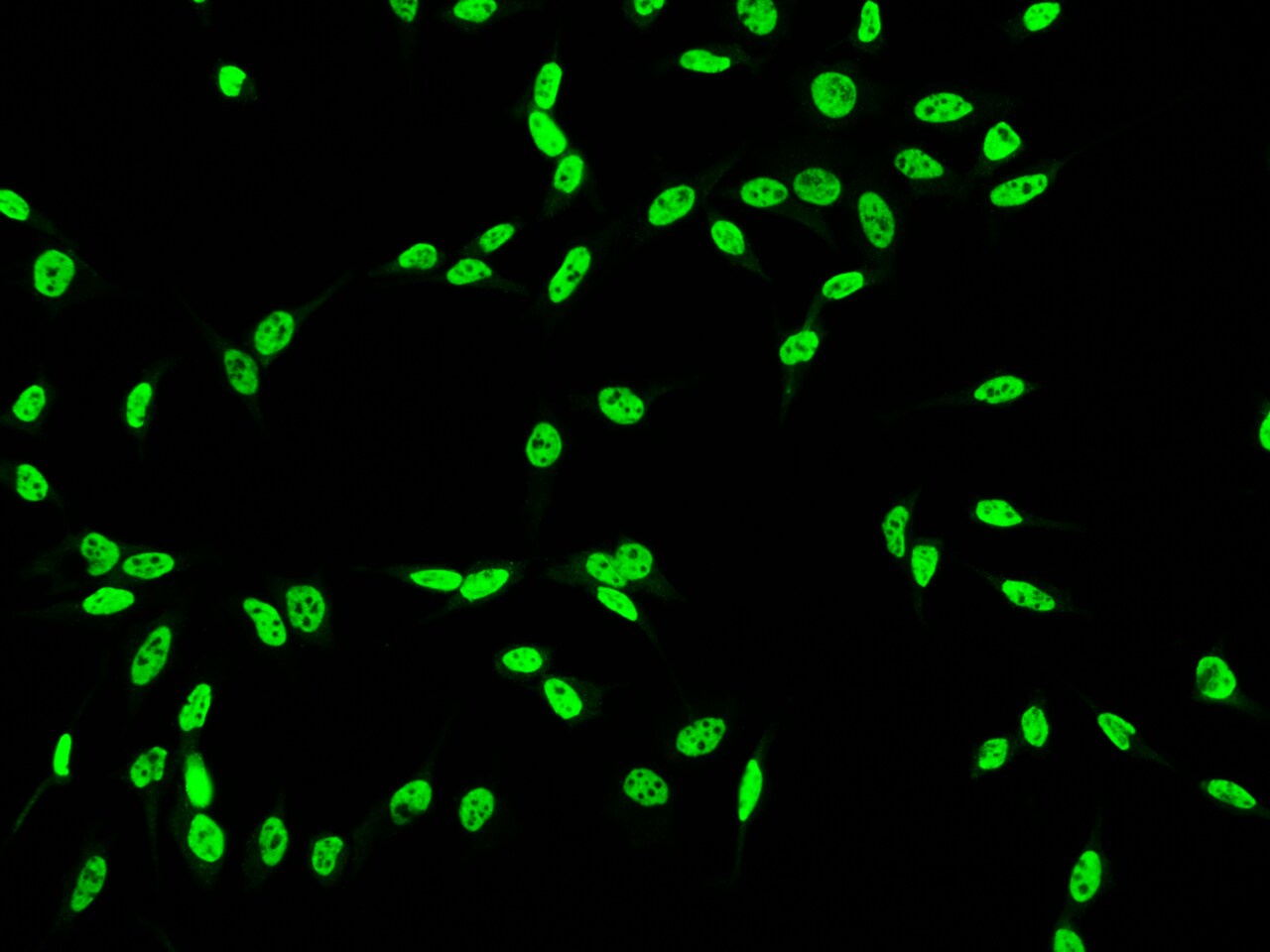 DDX5 Antibody - Azide and BSA Free