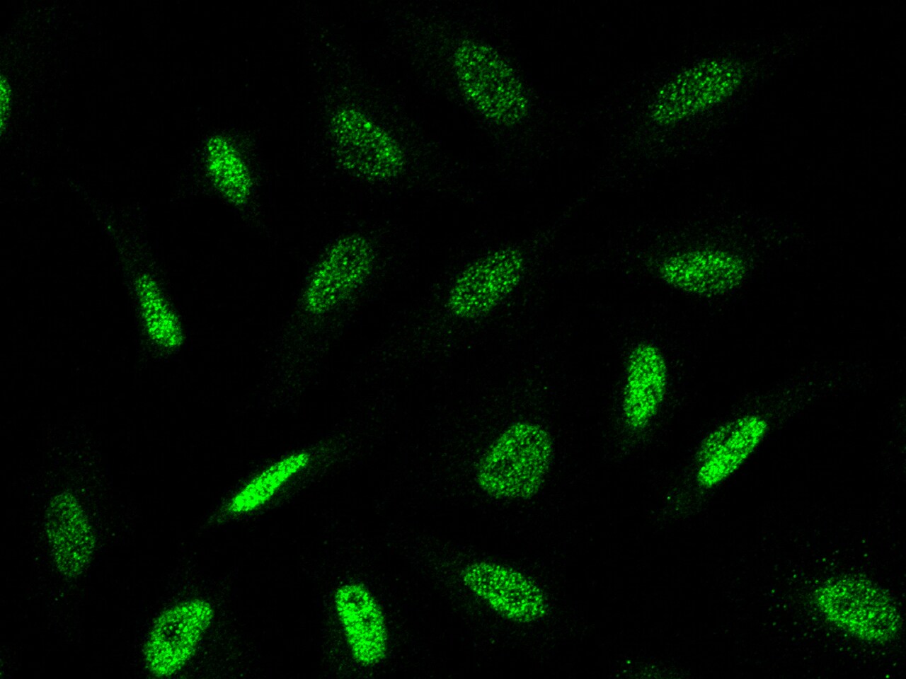 TLE1 Antibody - Azide and BSA Free