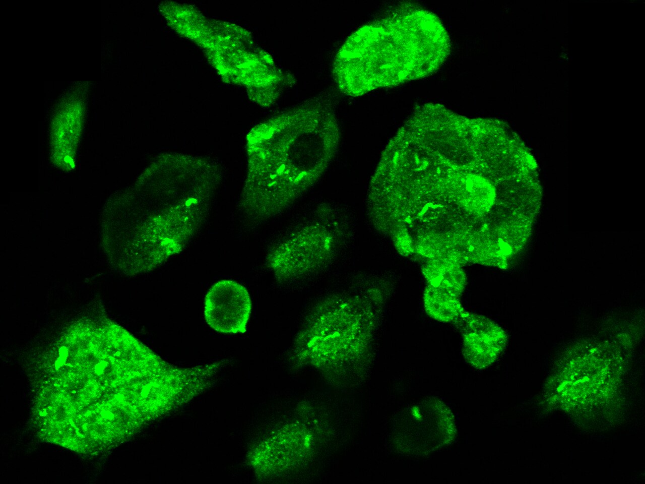 CBFB Antibody - Azide and BSA Free