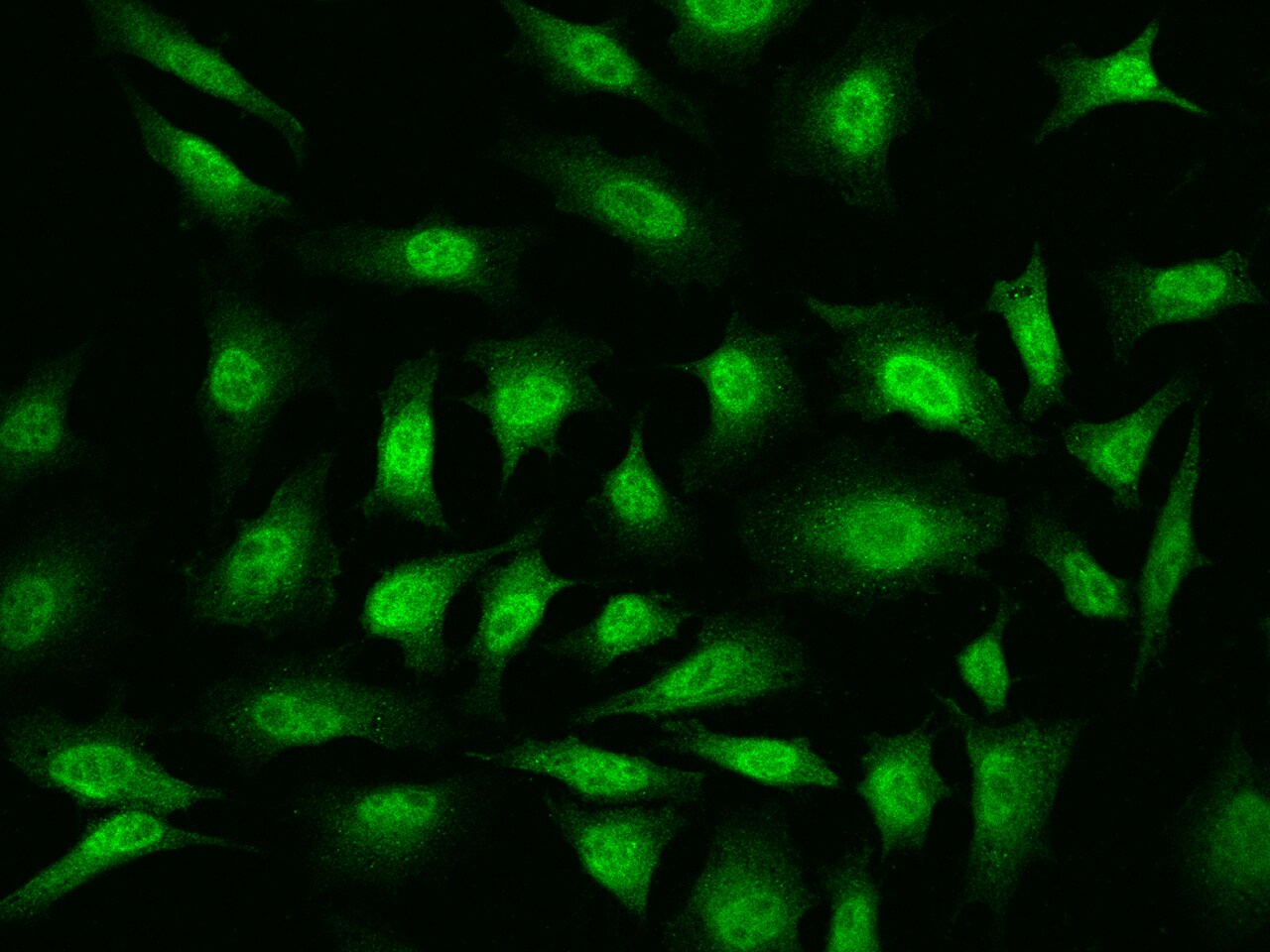 YB1 Antibody - Azide and BSA Free