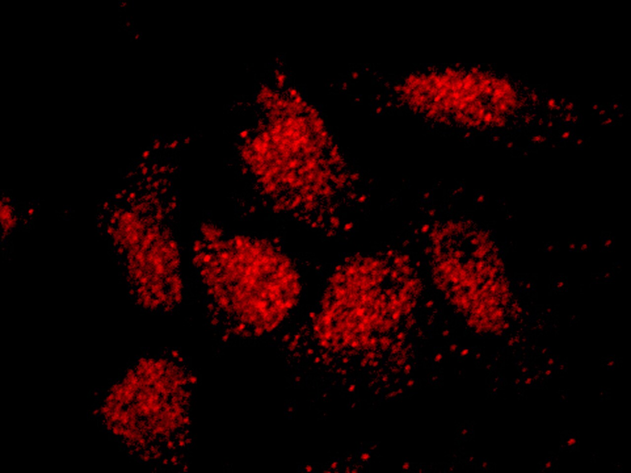 Islet-2 Antibody - Azide and BSA Free