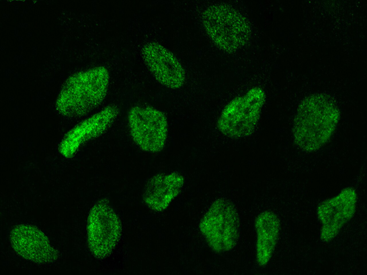 WDR77 Antibody - Azide and BSA Free