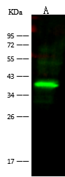 BVES Antibody - Azide and BSA Free