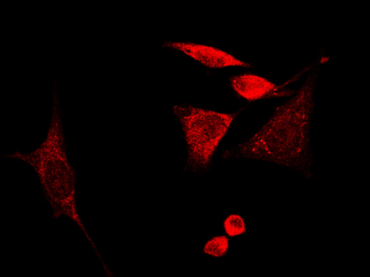 GMF-beta Antibody - Azide and BSA Free