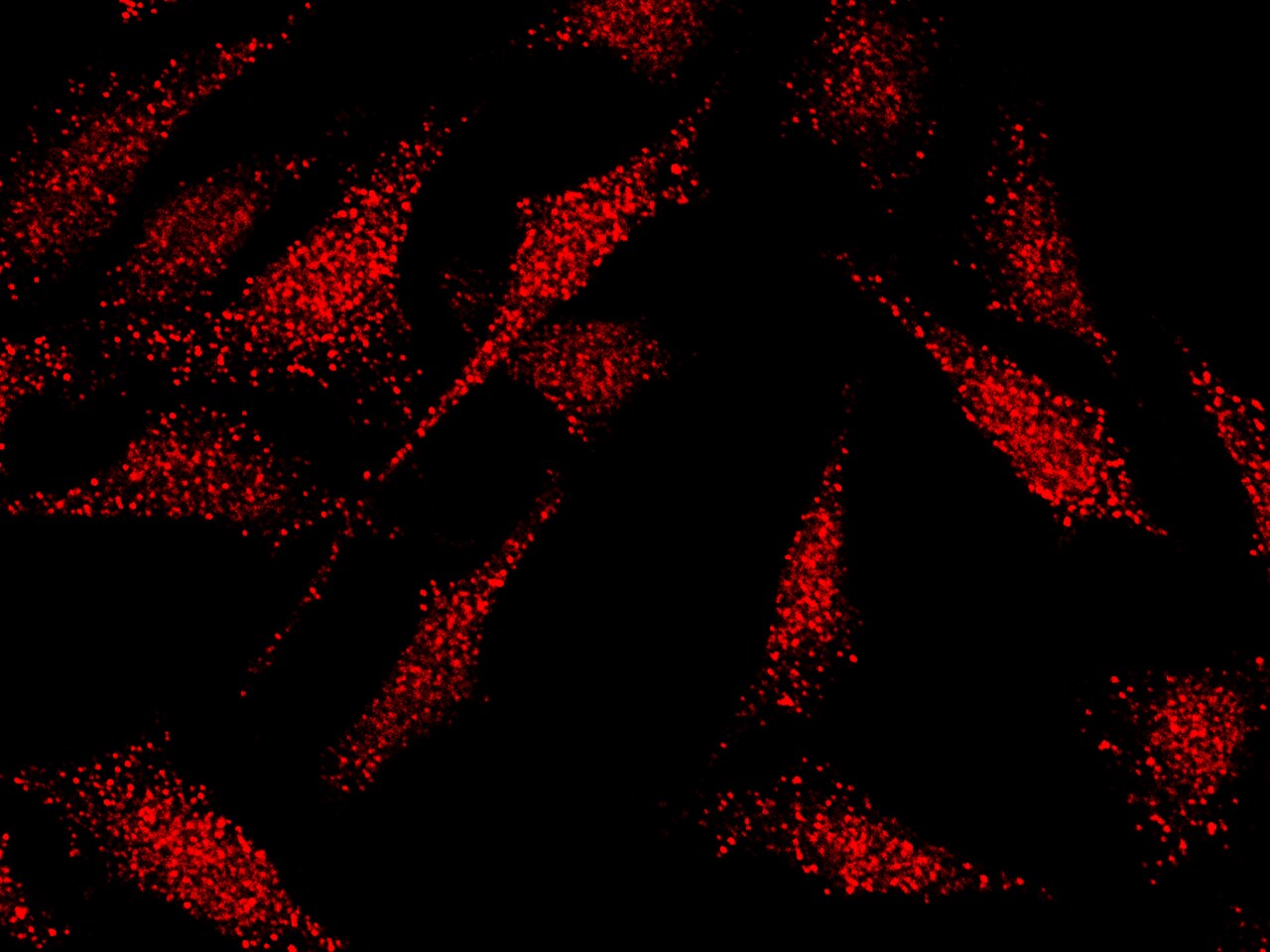 KLF5 Antibody - Azide and BSA Free