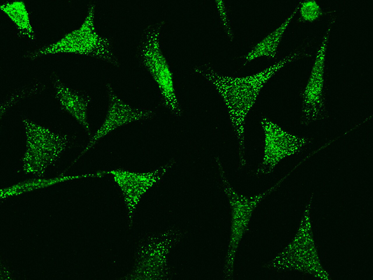 TRAX Antibody - Azide and BSA Free