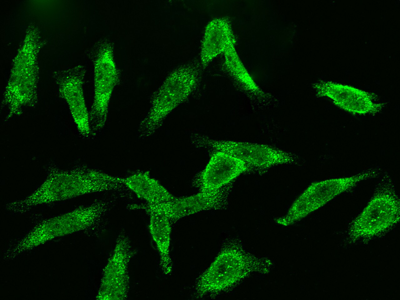 Cyclin B2 Antibody - Azide and BSA Free