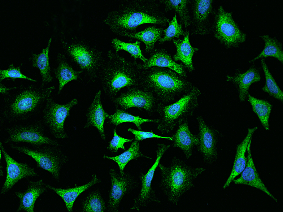 ABCF2 Antibody - Azide and BSA Free