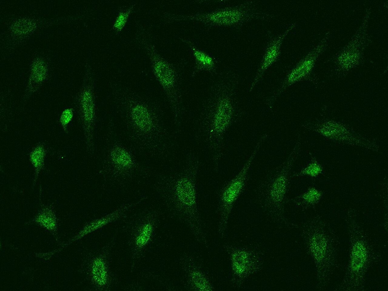 ATR Antibody - BSA Free