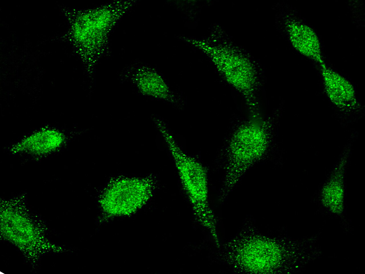 BIK Antibody - Azide and BSA Free