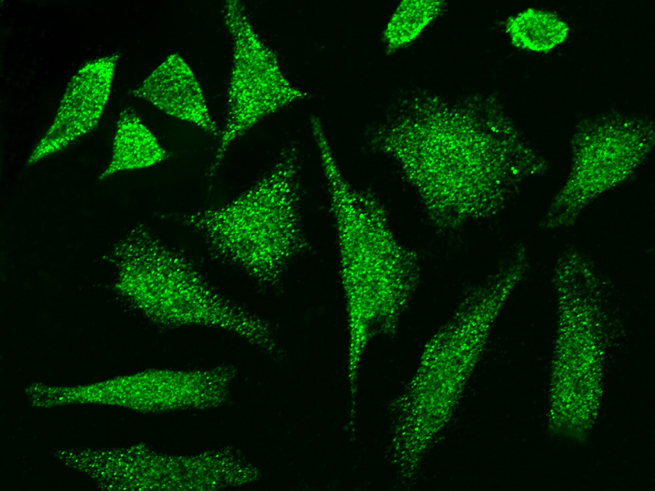 CCDC6 Antibody - Azide and BSA Free