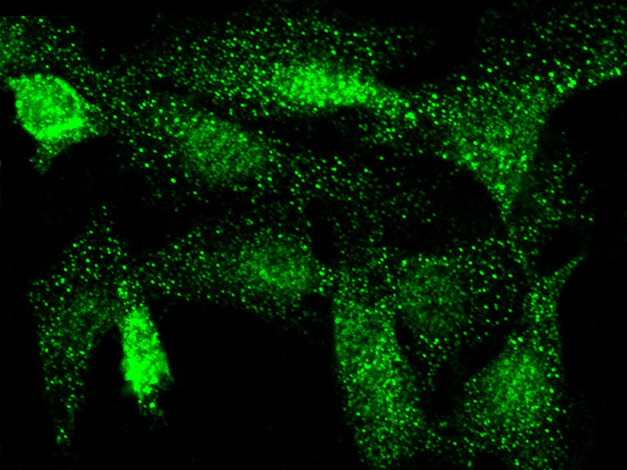 Cdk3 Antibody - Azide and BSA Free