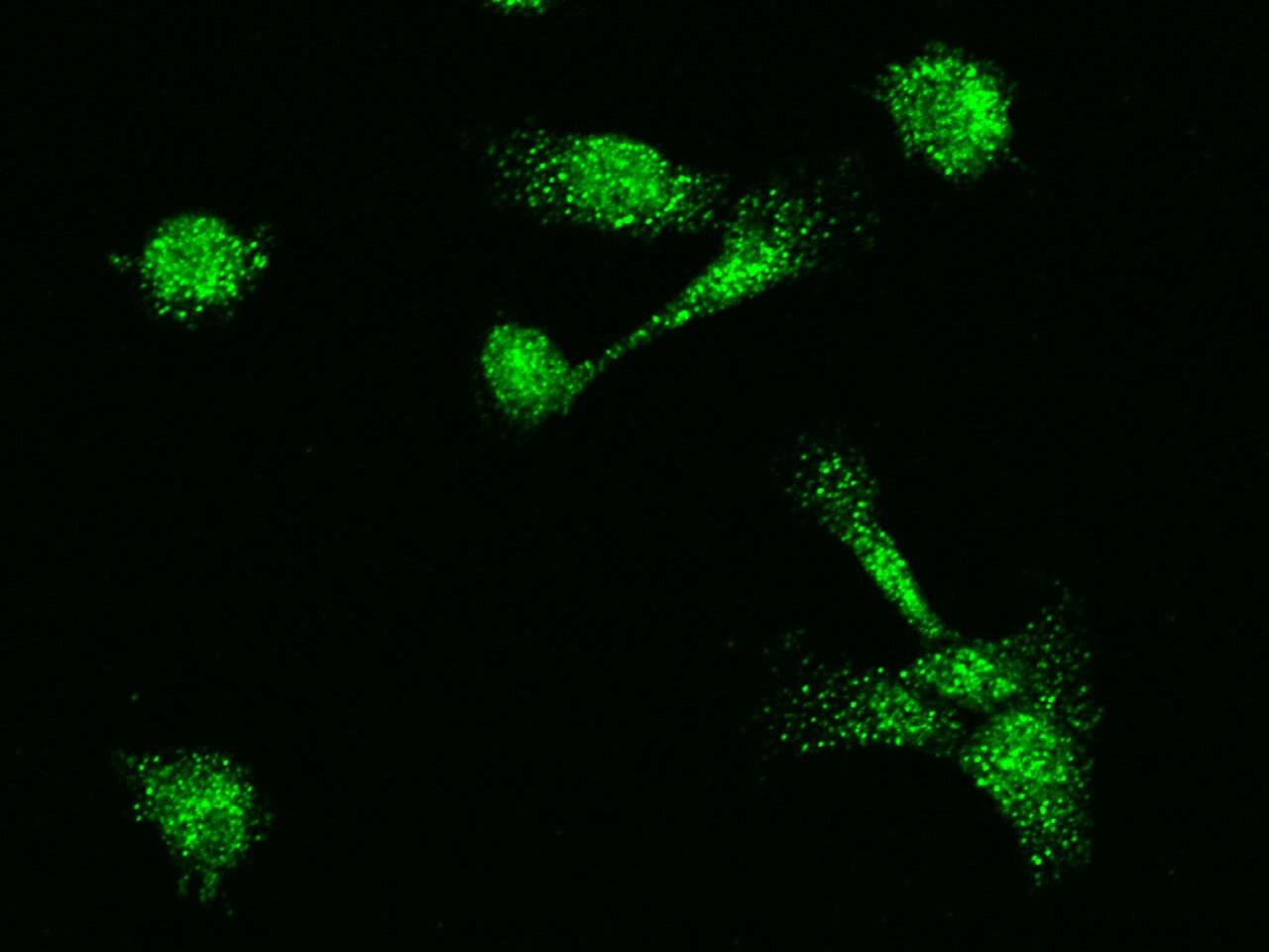MBD3L1 Antibody - Azide and BSA Free