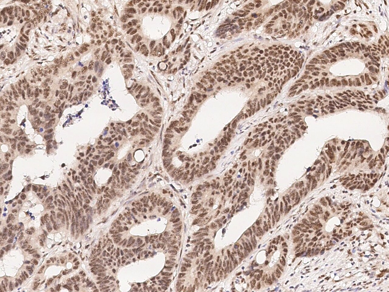 Myt1 Antibody - Azide and BSA Free