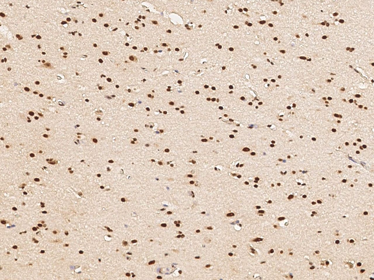 Myt1 Antibody - Azide and BSA Free