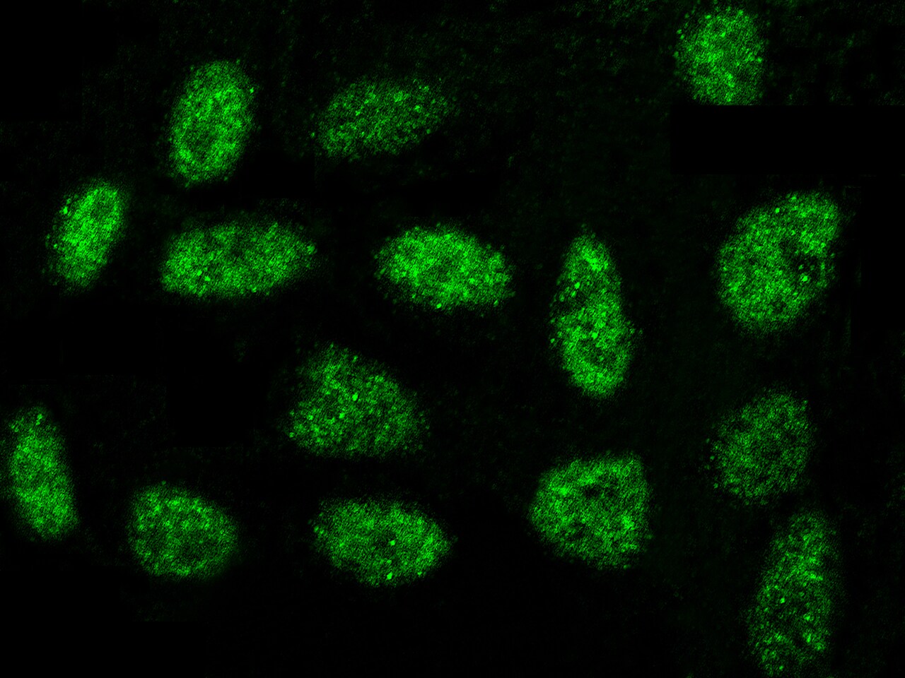 OBFC1 Antibody - Azide and BSA Free
