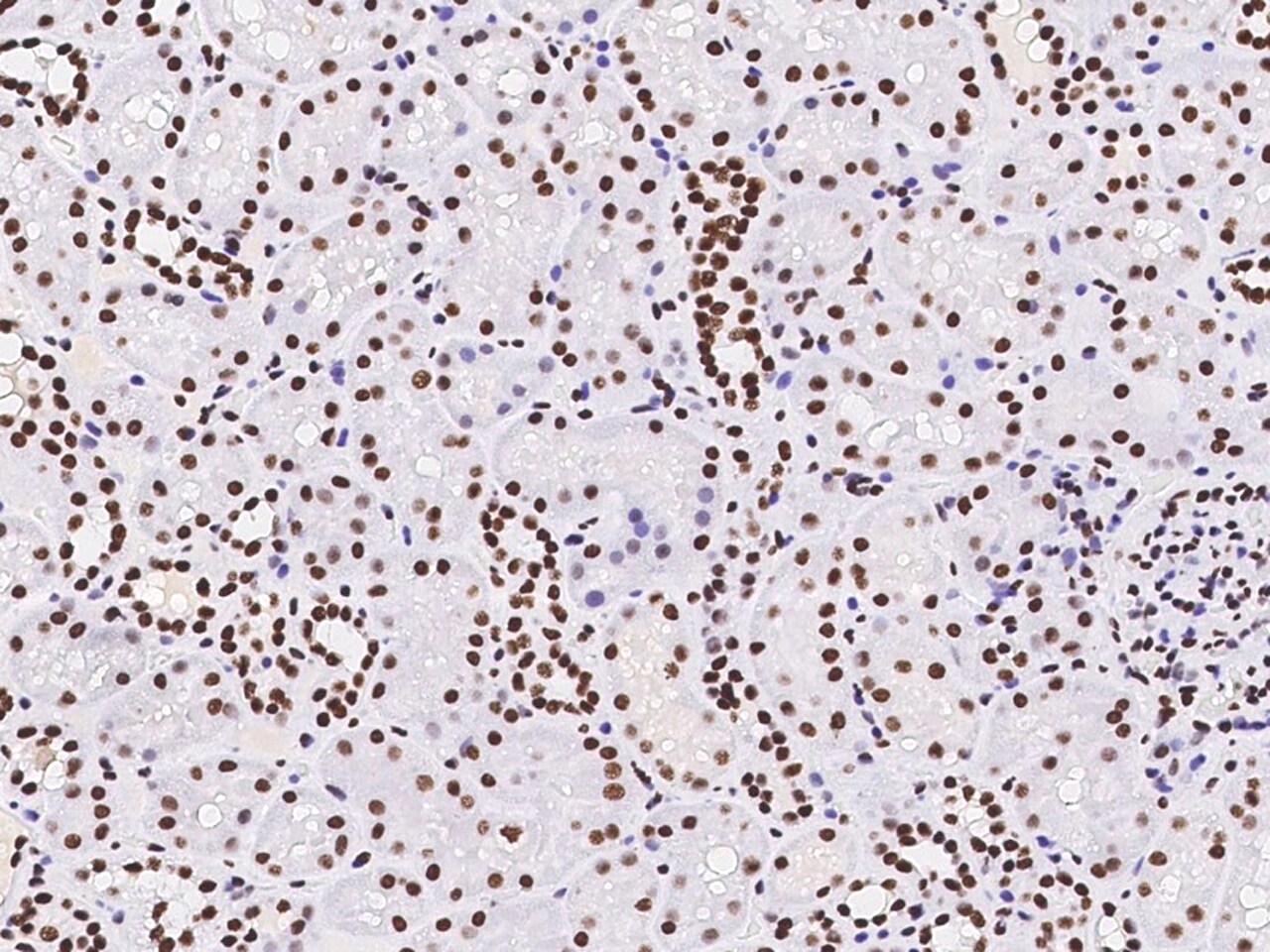 Pax2 Antibody - Azide and BSA Free