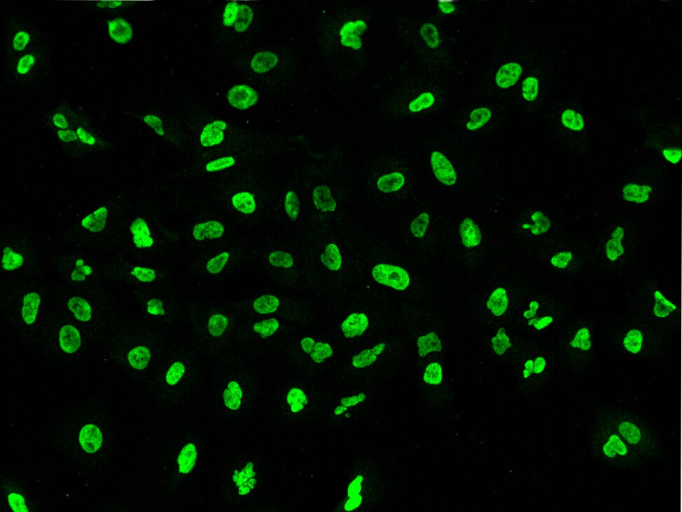 Pax2 Antibody - Azide and BSA Free