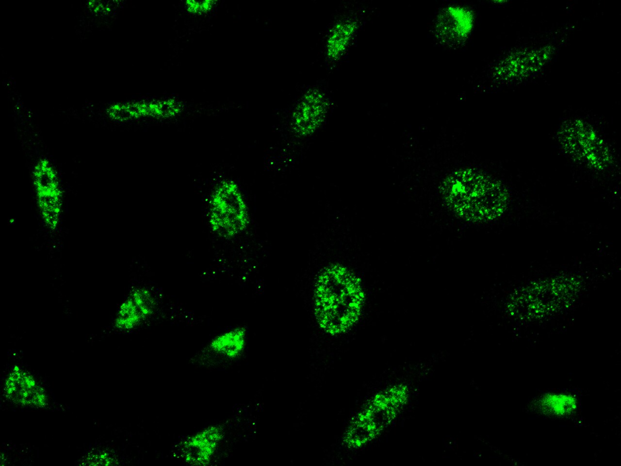 PRC1 Antibody - Azide and BSA Free