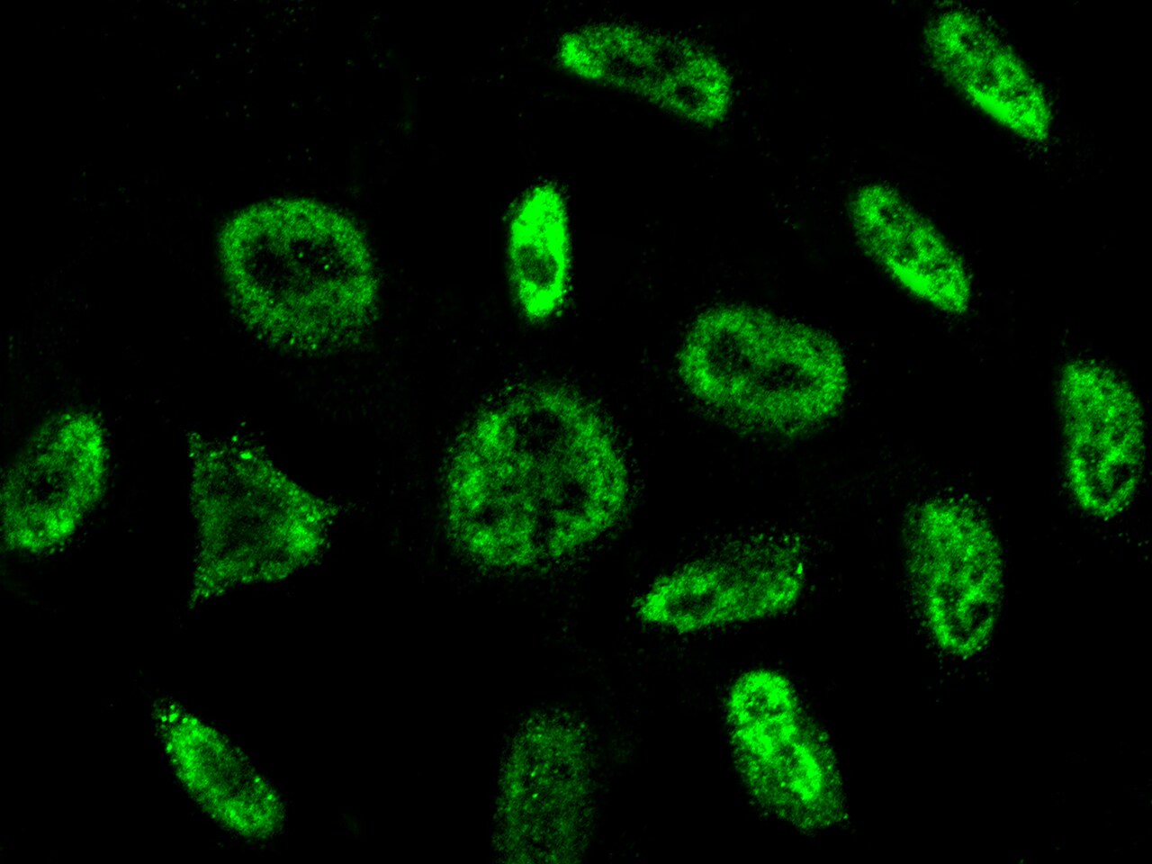 PRP19 Antibody - Azide and BSA Free