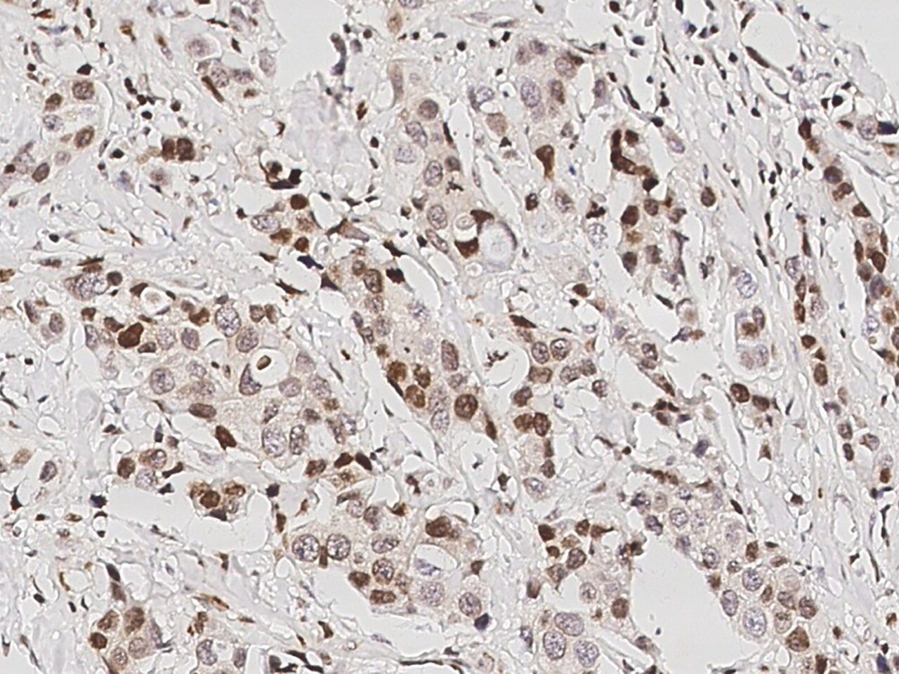 DP1 Antibody - Azide and BSA Free