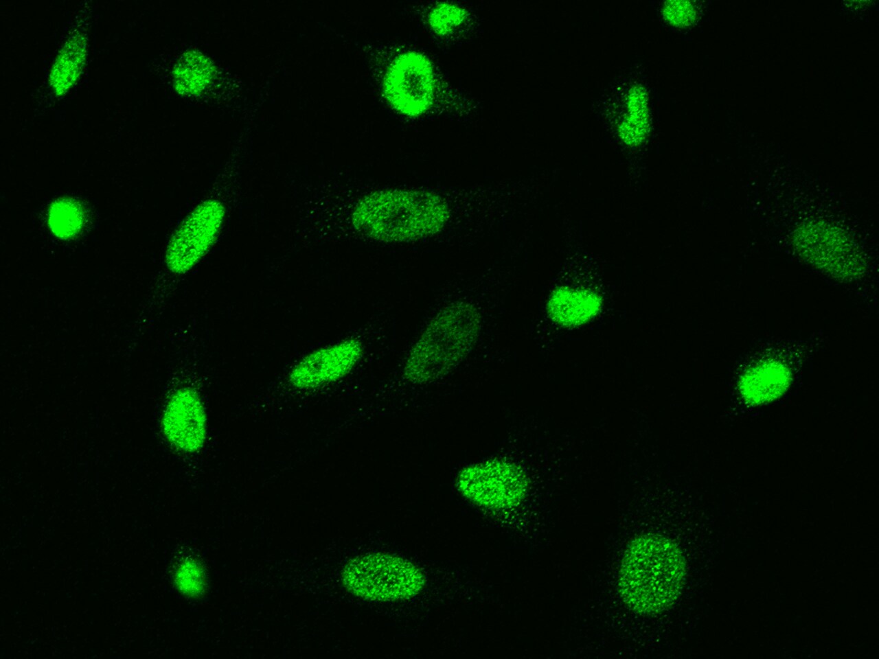 ARA54 Antibody - Azide and BSA Free