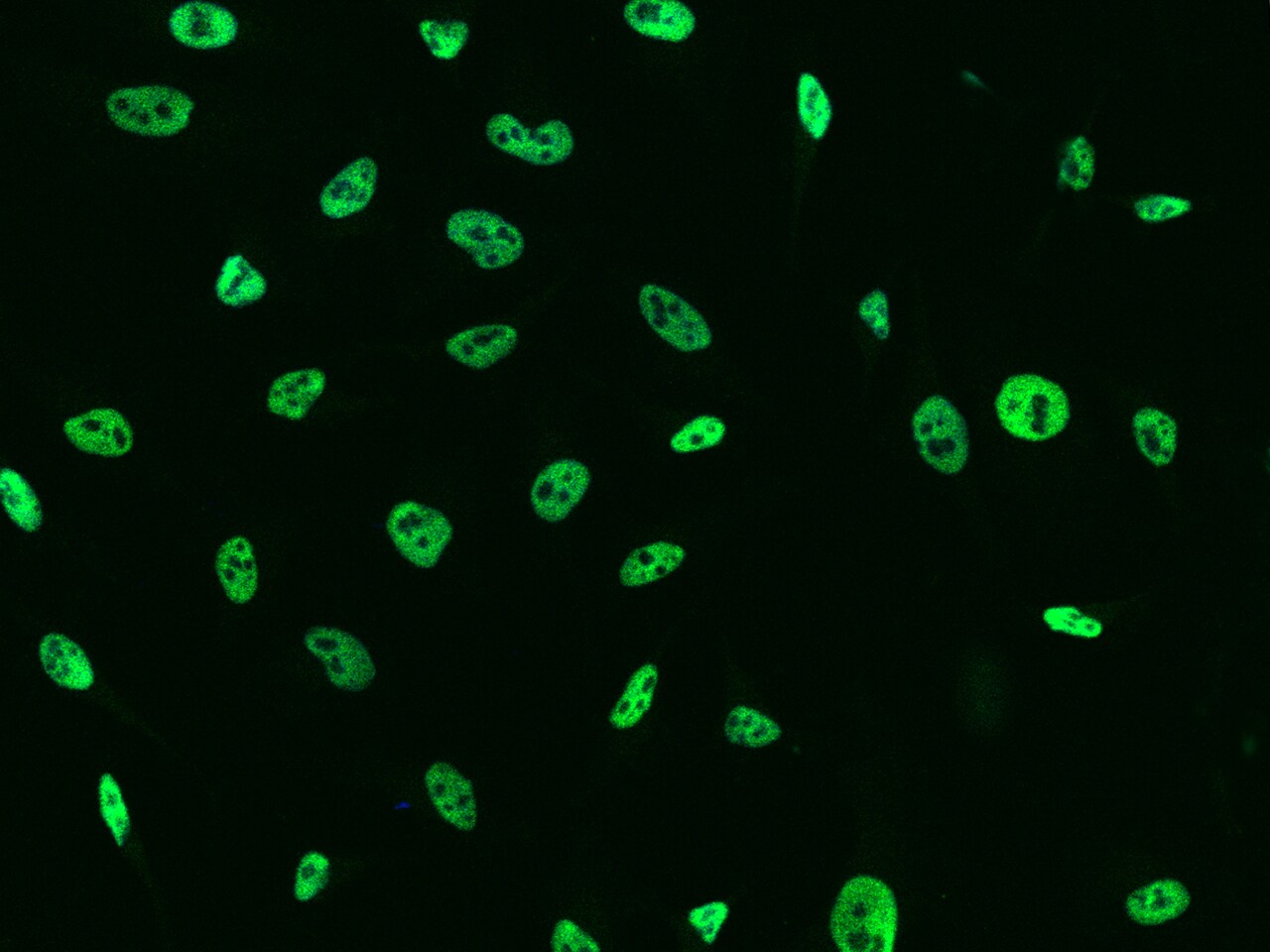 TCF-12/HTF4 Antibody - BSA Free