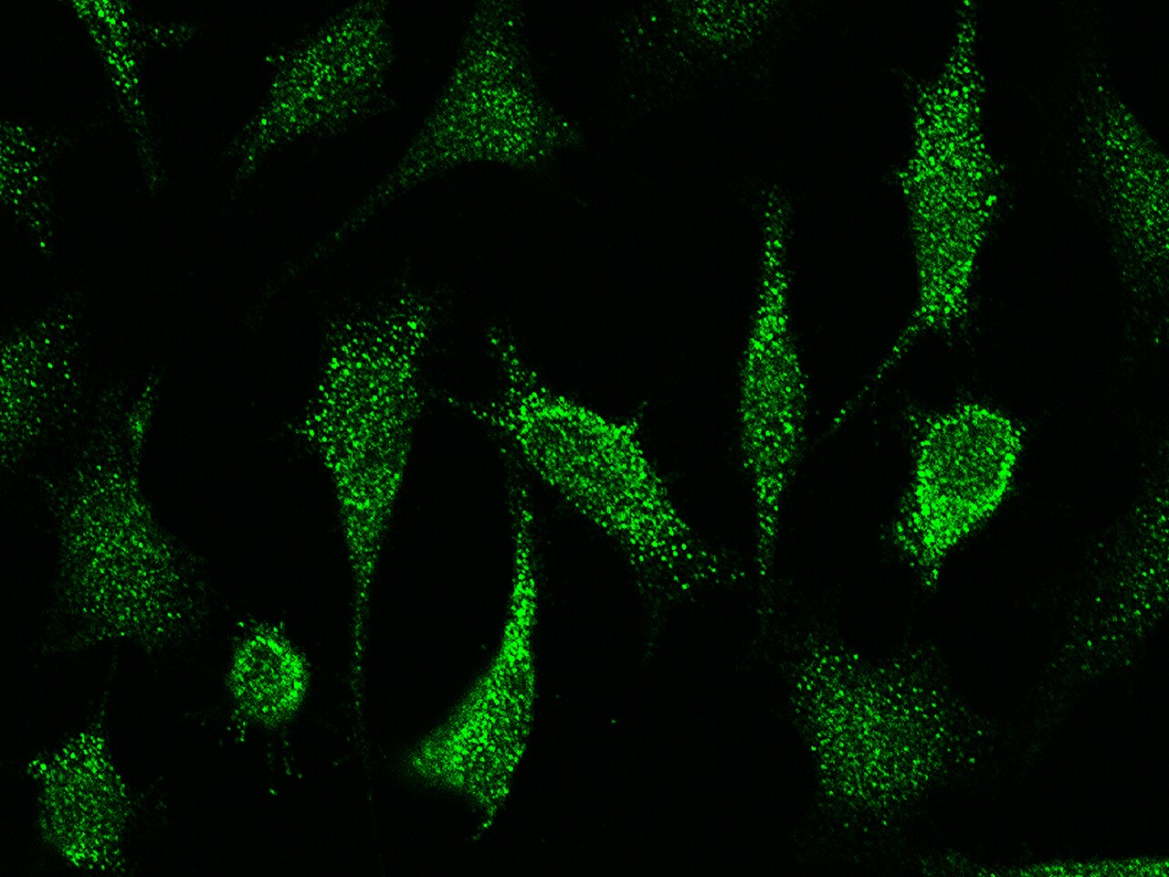 iNOS Antibody - Azide and BSA Free