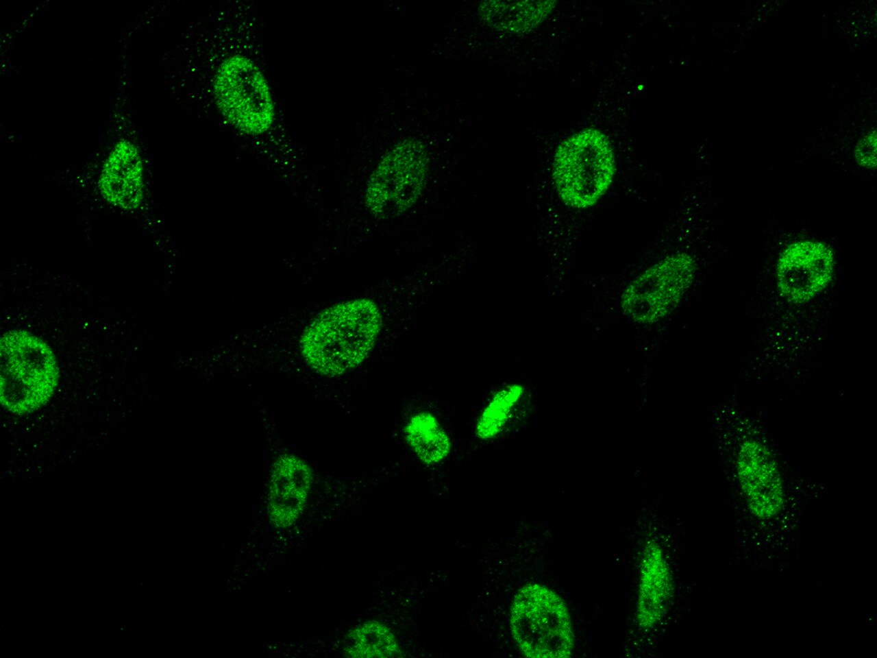 CHD4 Antibody - Azide and BSA Free