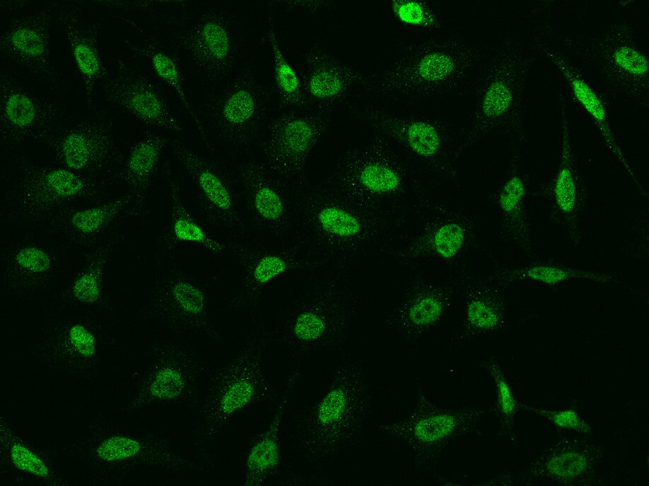 CHD4 Antibody - BSA Free