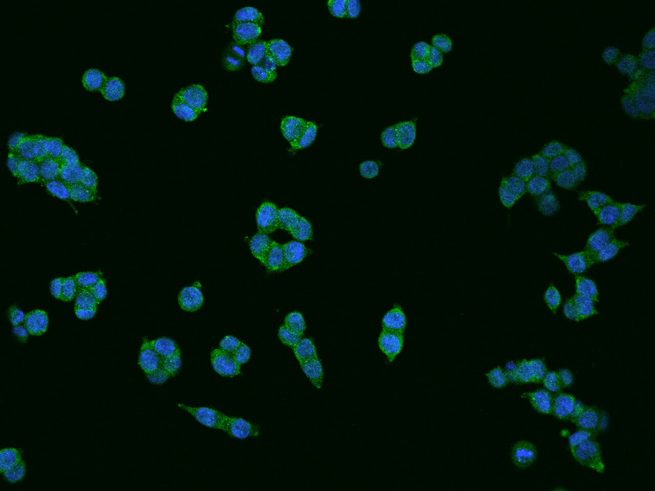 Dimethylarginine Dimethylaminohydrolase 1/DDAH1 Antibody - Azide and BSA Free