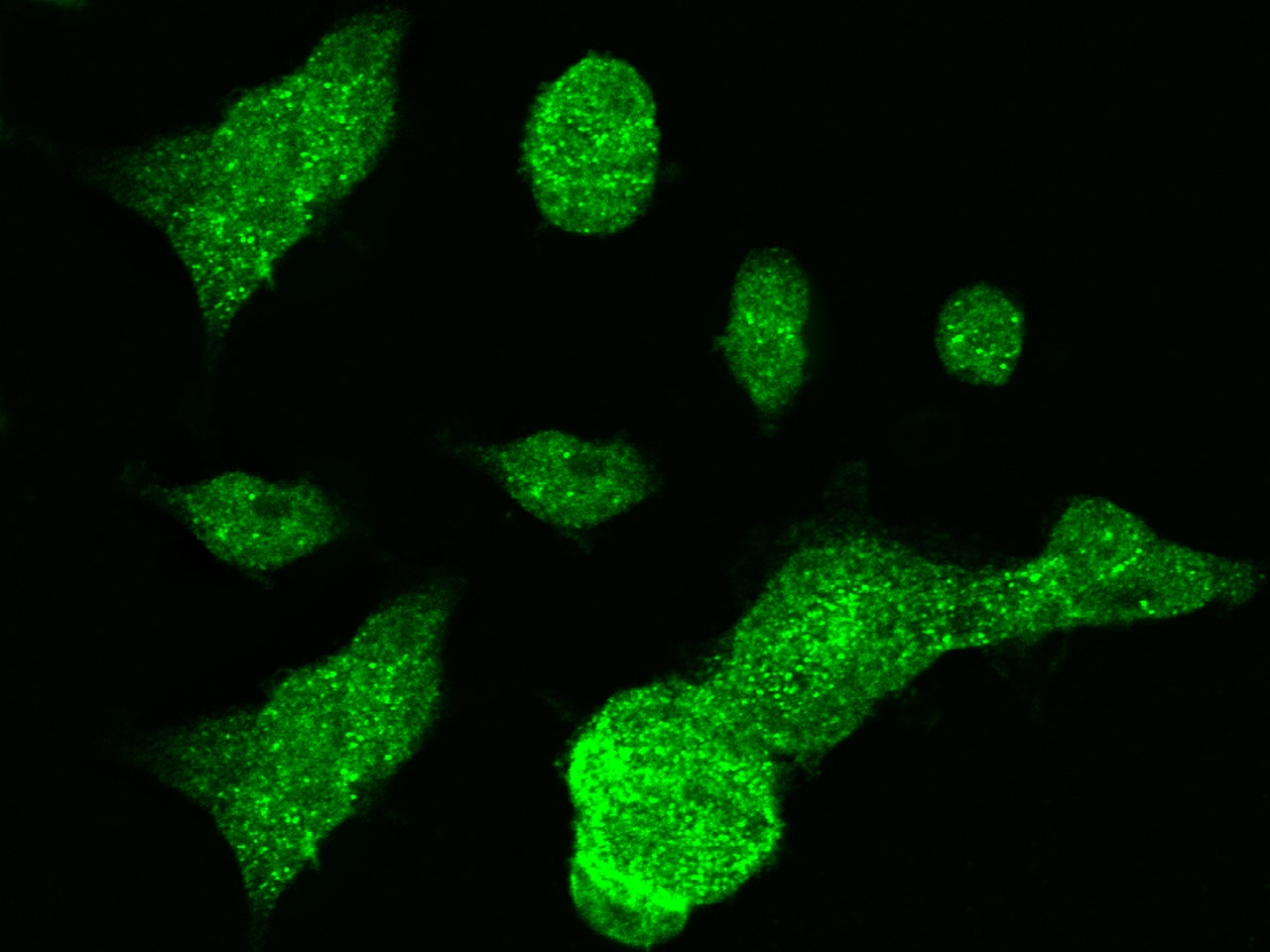 MTHFD1 Antibody - Azide and BSA Free