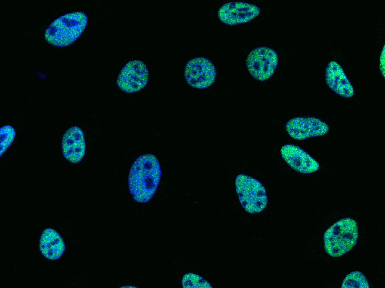 CPSF6 Antibody - Azide and BSA Free