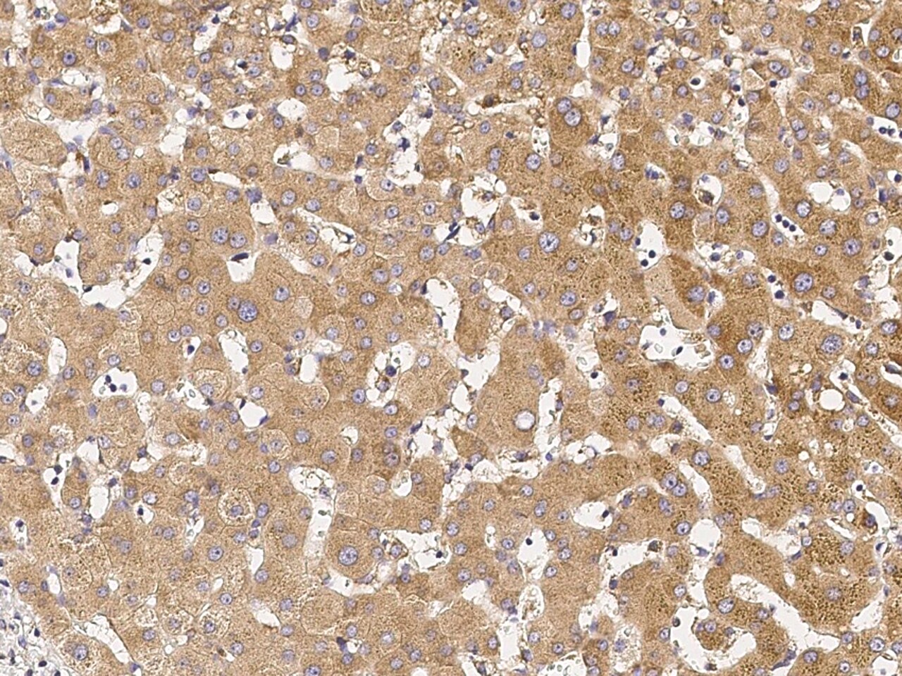 ERP29 Antibody - Azide and BSA Free