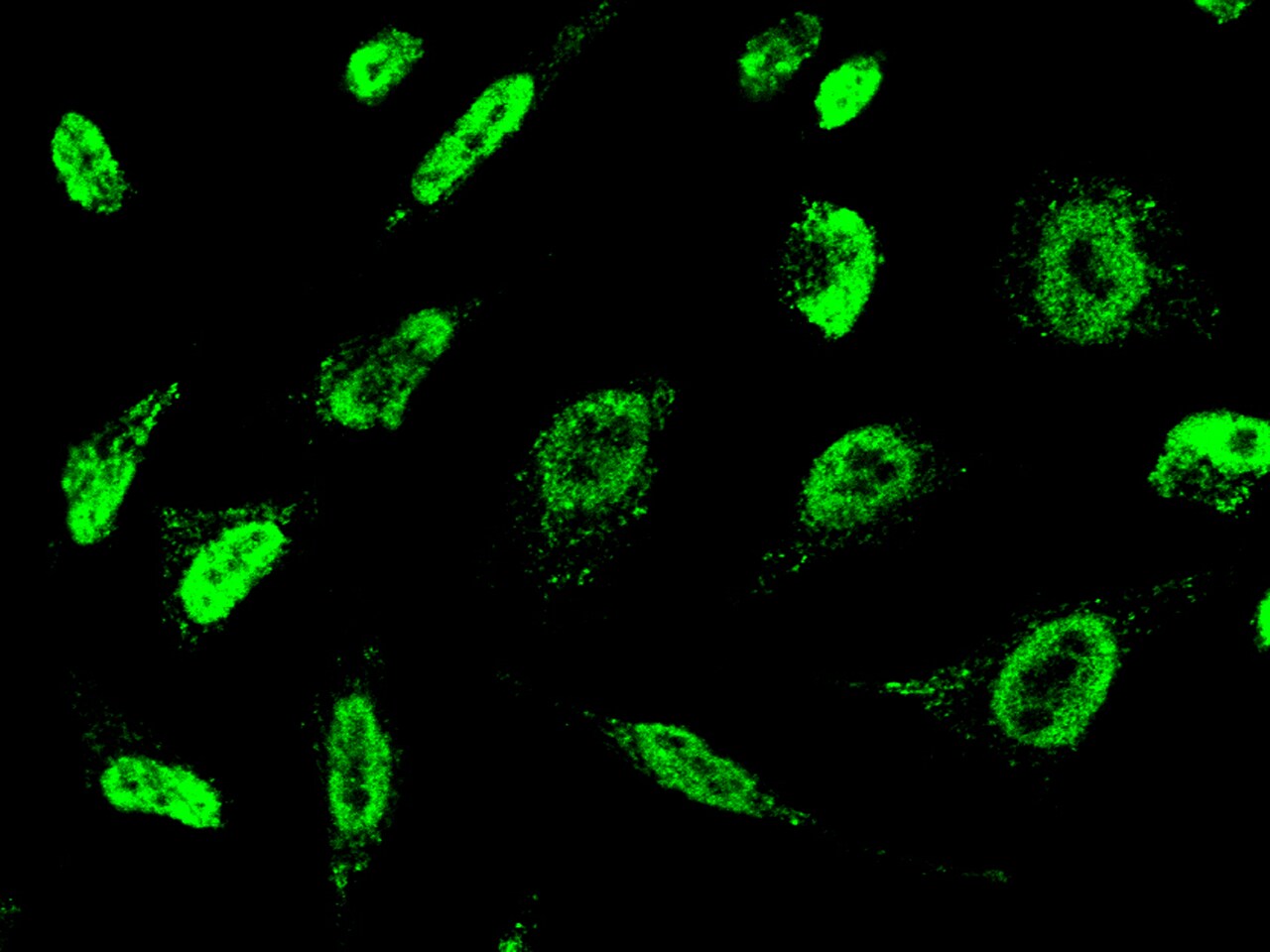 FRG1 Antibody - Azide and BSA Free