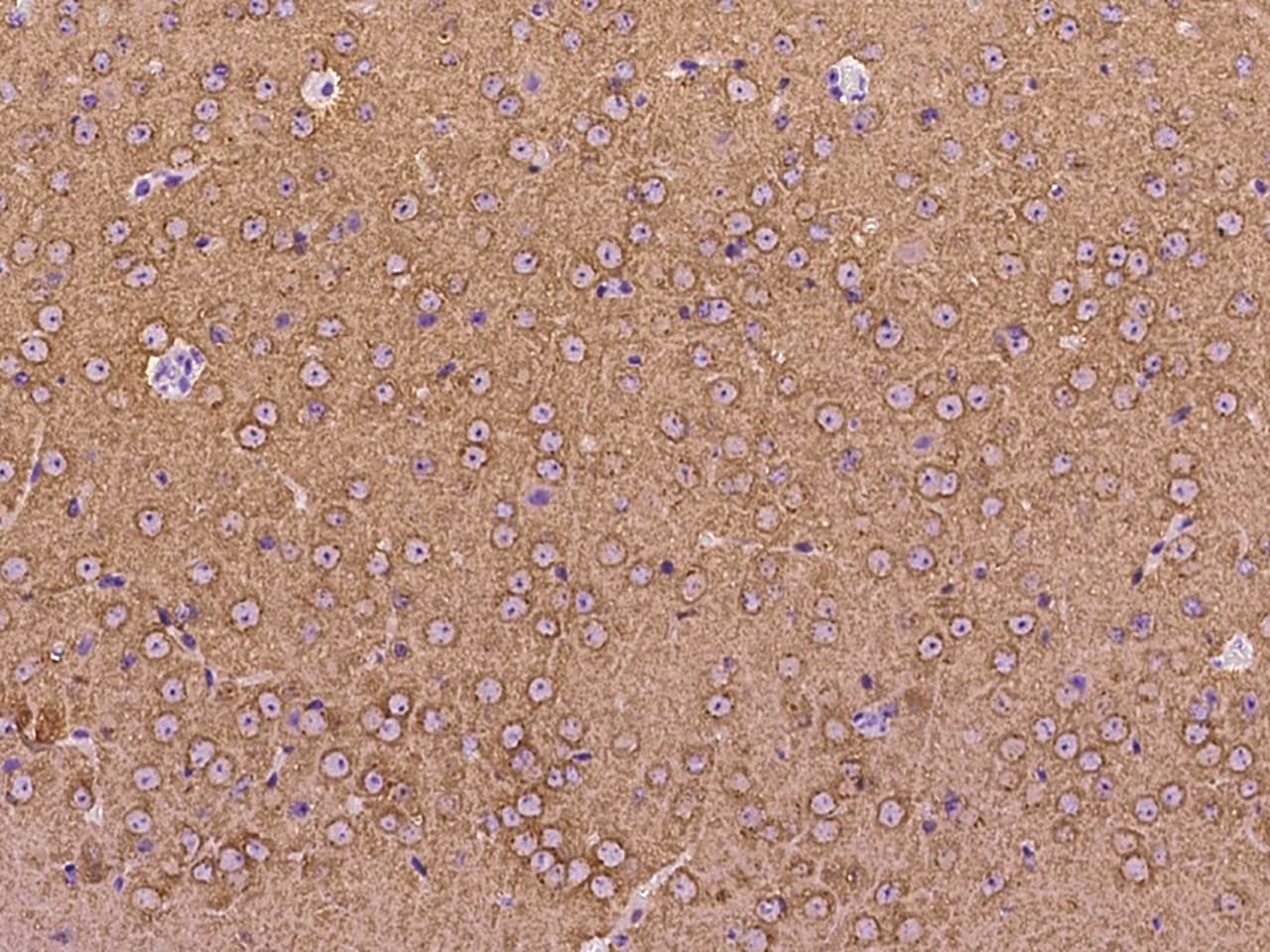 PACSIN1 Antibody - BSA Free