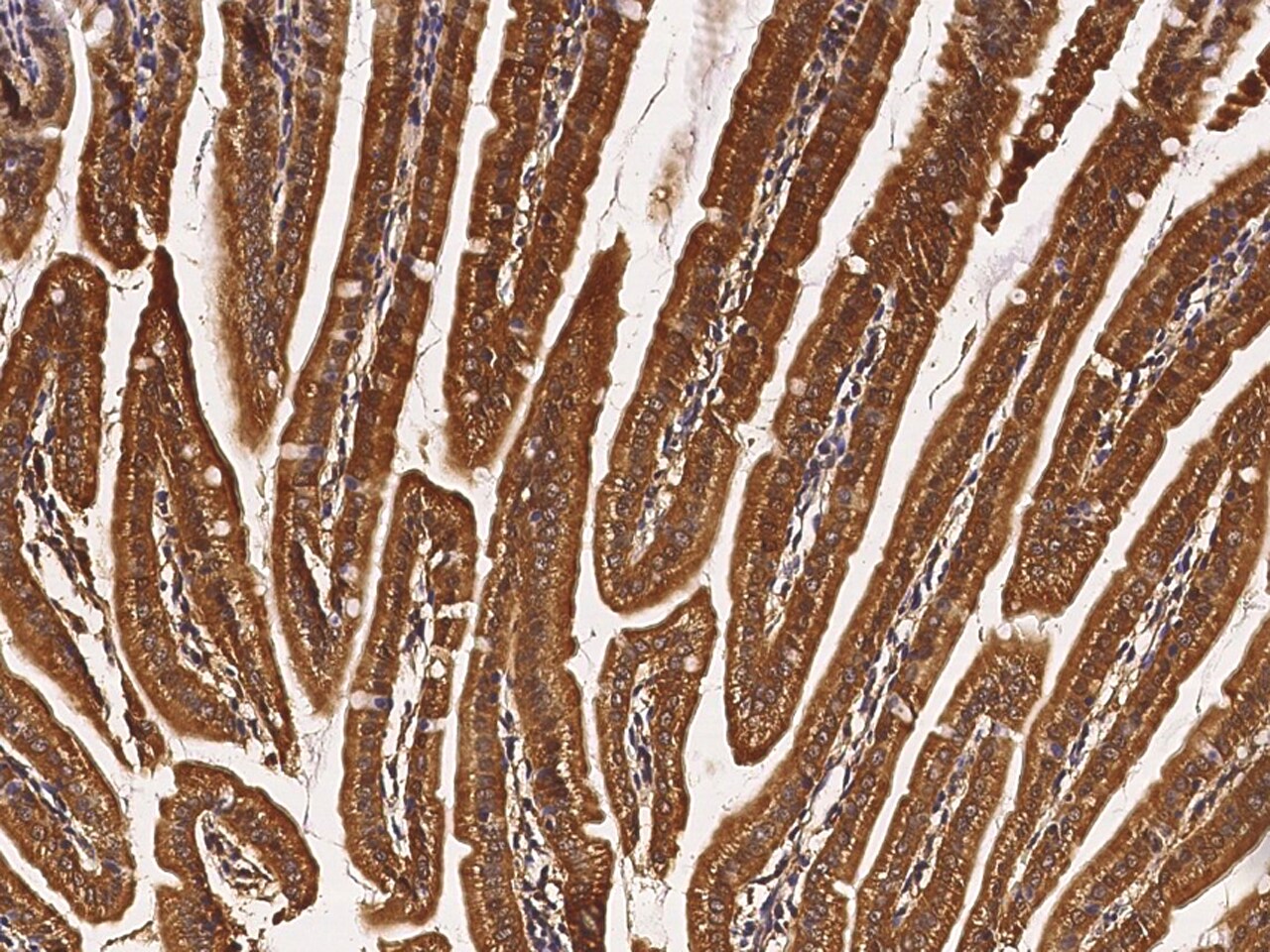 Apolipoprotein F Antibody - Azide and BSA Free
