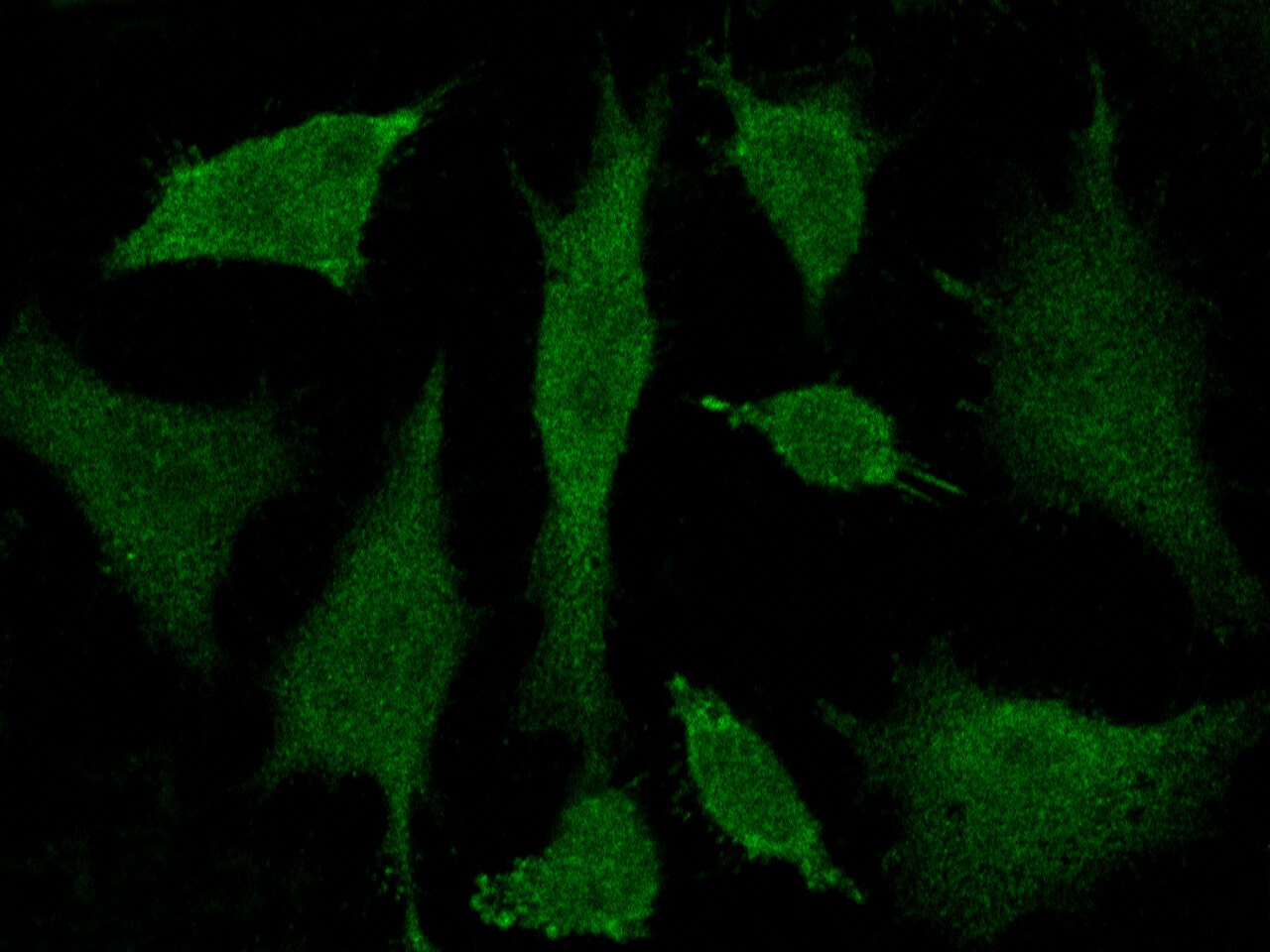 BRE Antibody - Azide and BSA Free