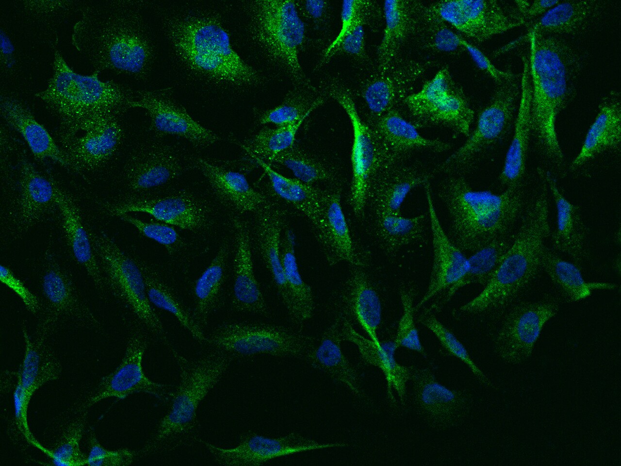 NEURL Antibody - BSA Free