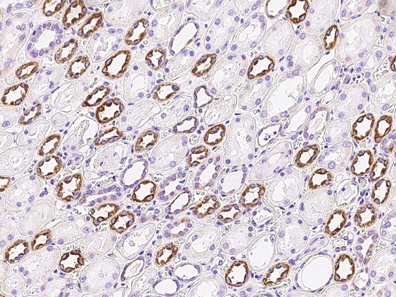 NNT Antibody - BSA Free