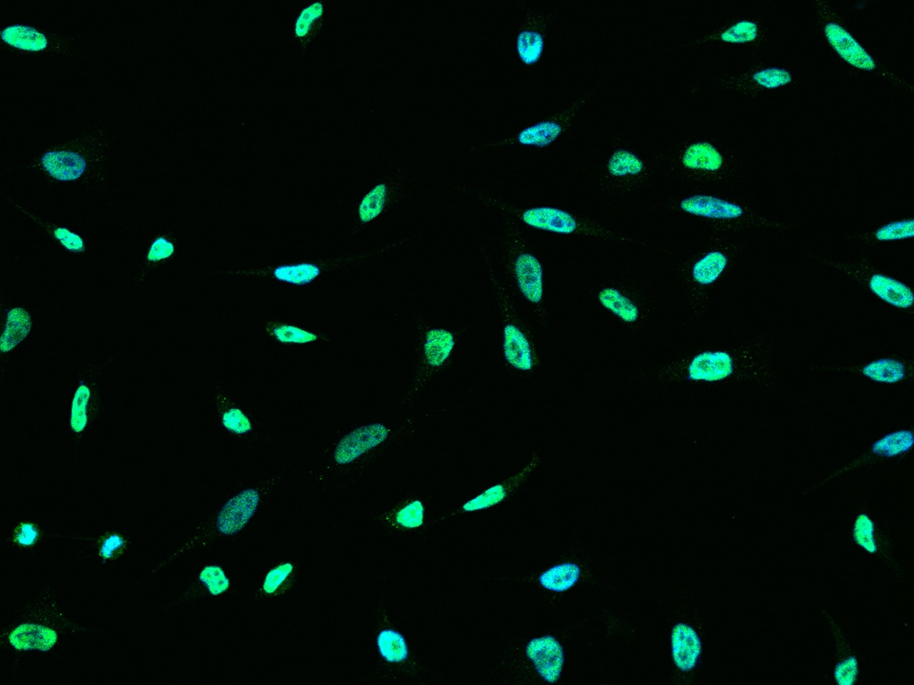 HNF-6/ONECUT1 Antibody - Azide and BSA Free
