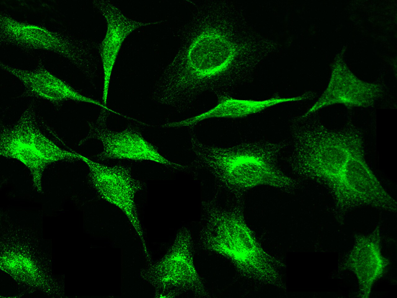 Profilin 1 Antibody - Azide and BSA Free