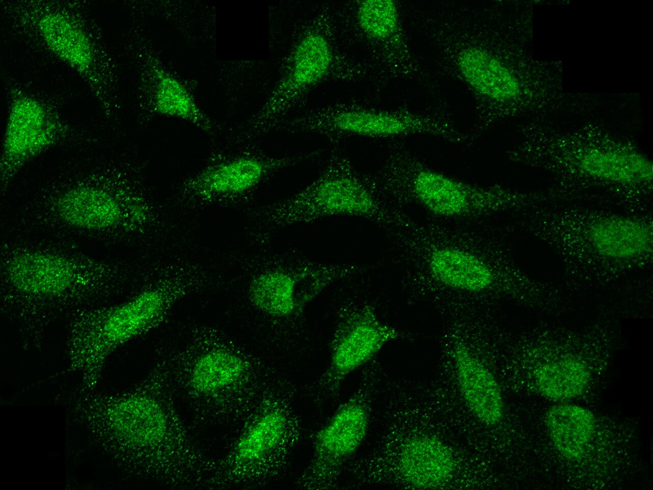 MKK4/MEK4 Antibody - Azide and BSA Free