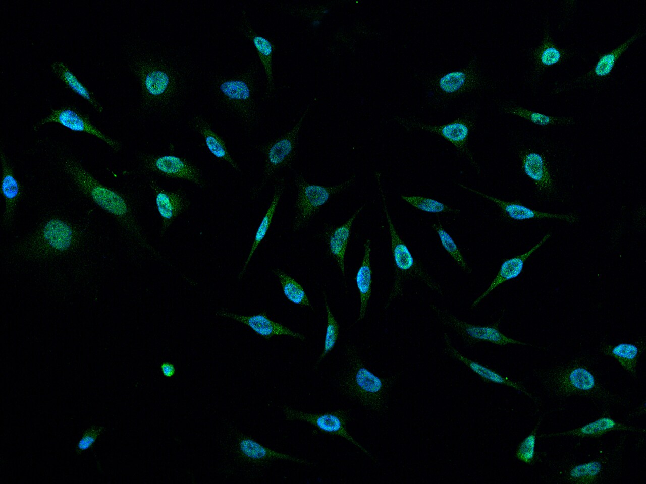 E6AP/UBE3A Antibody - BSA Free
