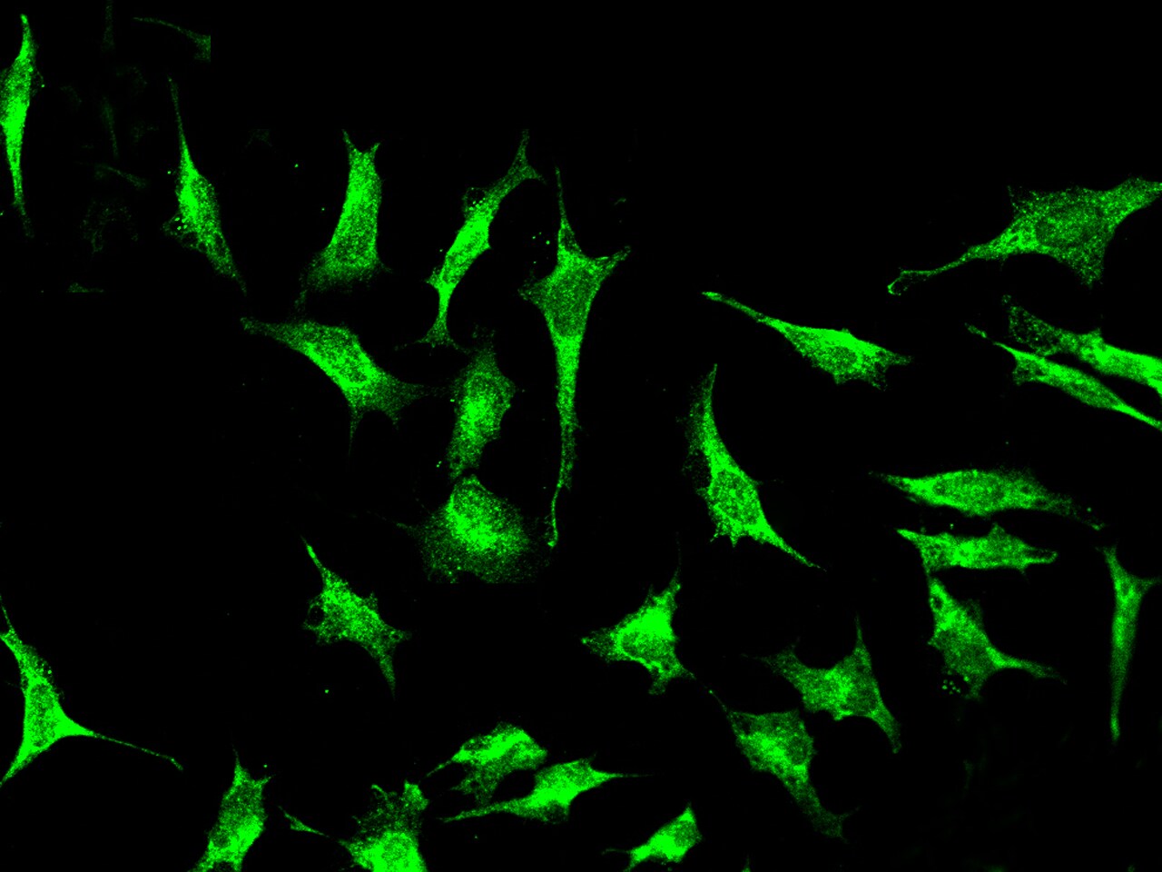 FXR1 Antibody - BSA Free