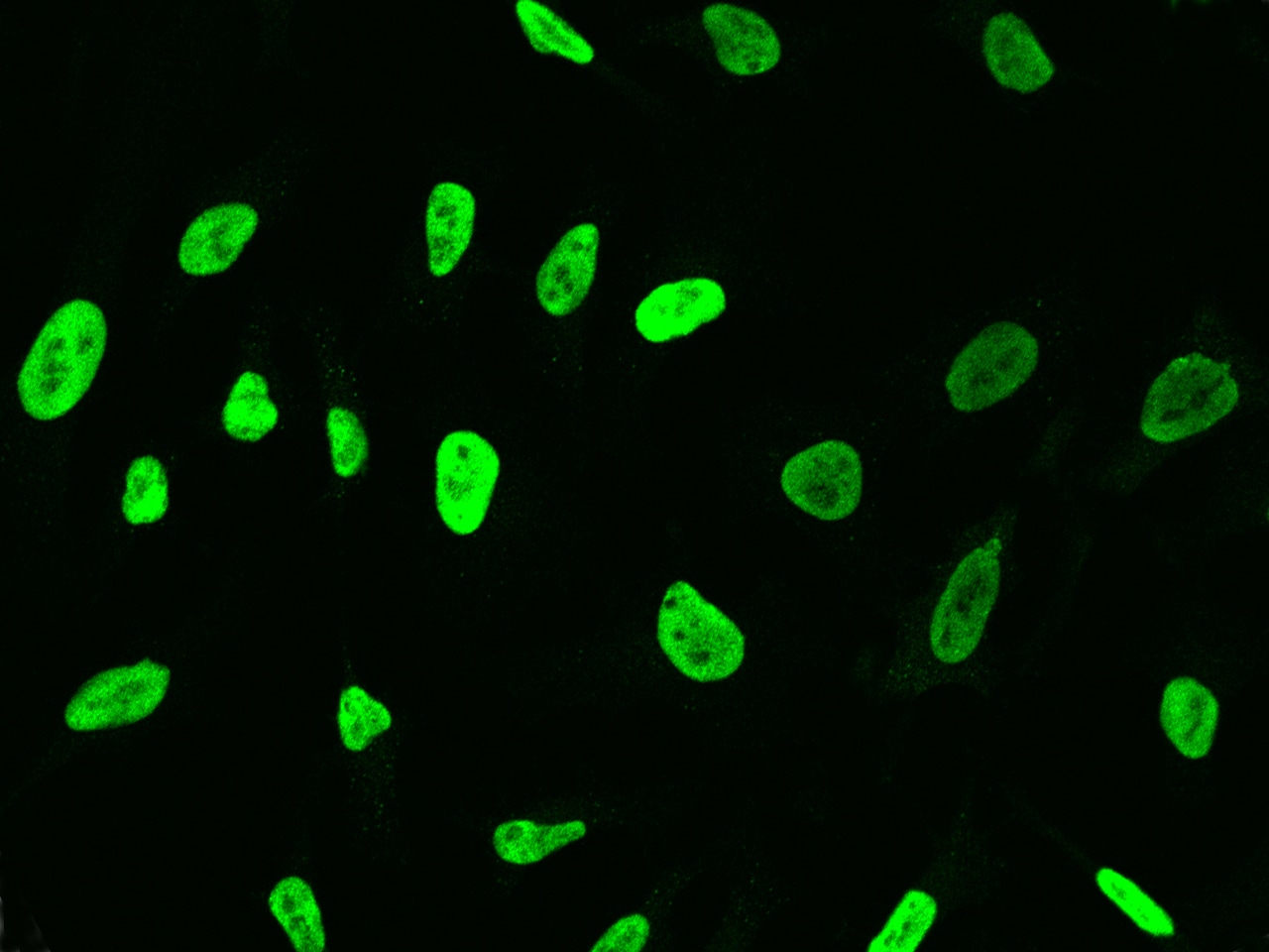 Transketolase Antibody - Azide and BSA Free